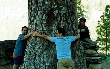 el-pino-de-pilancones.jpg